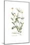 Coronilla securidaca, Flora Graeca-Ferdinand Bauer-Mounted Giclee Print
