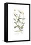 Coronilla securidaca, Flora Graeca-Ferdinand Bauer-Framed Stretched Canvas