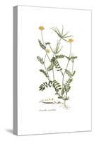Coronilla securidaca, Flora Graeca-Ferdinand Bauer-Stretched Canvas