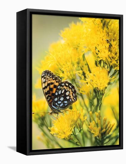 Coronis Fritillary, Nectaring on Rabbitbrush, WY-Howie Garber-Framed Stretched Canvas