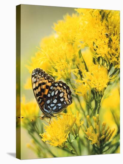 Coronis Fritillary, Nectaring on Rabbitbrush, WY-Howie Garber-Stretched Canvas