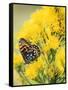 Coronis Fritillary, Nectaring on Rabbitbrush, WY-Howie Garber-Framed Stretched Canvas