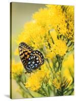 Coronis Fritillary, Nectaring on Rabbitbrush, WY-Howie Garber-Stretched Canvas