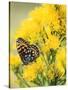 Coronis Fritillary, Nectaring on Rabbitbrush, WY-Howie Garber-Stretched Canvas