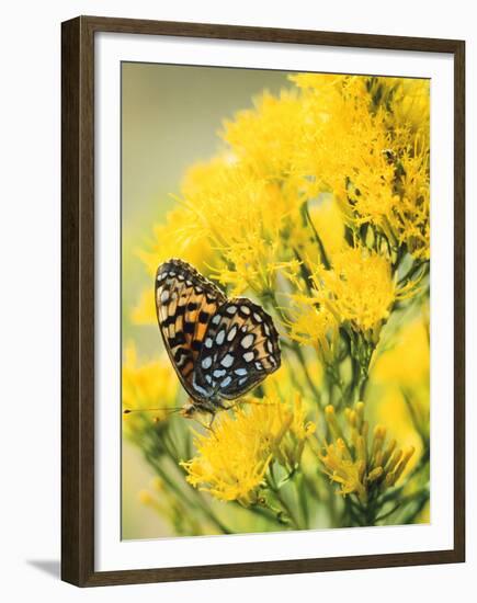 Coronis Fritillary, Nectaring on Rabbitbrush, WY-Howie Garber-Framed Premium Photographic Print