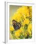 Coronis Fritillary, Nectaring on Rabbitbrush, WY-Howie Garber-Framed Premium Photographic Print