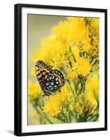 Coronis Fritillary, Nectaring on Rabbitbrush, WY-Howie Garber-Framed Premium Photographic Print