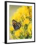 Coronis Fritillary, Nectaring on Rabbitbrush, WY-Howie Garber-Framed Premium Photographic Print