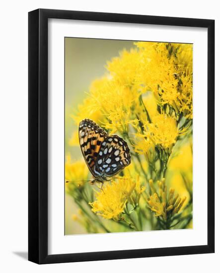 Coronis Fritillary, Nectaring on Rabbitbrush, WY-Howie Garber-Framed Photographic Print