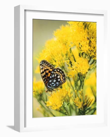 Coronis Fritillary, Nectaring on Rabbitbrush, WY-Howie Garber-Framed Photographic Print