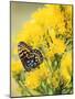 Coronis Fritillary, Nectaring on Rabbitbrush, WY-Howie Garber-Mounted Photographic Print