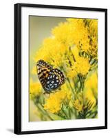 Coronis Fritillary, Nectaring on Rabbitbrush, WY-Howie Garber-Framed Photographic Print