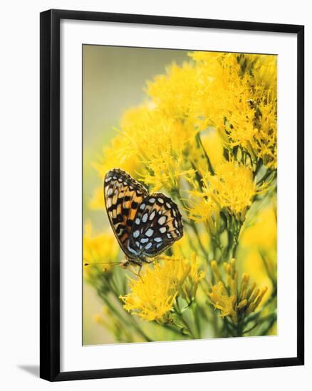 Coronis Fritillary, Nectaring on Rabbitbrush, WY-Howie Garber-Framed Photographic Print