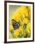 Coronis Fritillary, Nectaring on Rabbitbrush, WY-Howie Garber-Framed Photographic Print