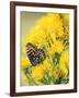 Coronis Fritillary, Nectaring on Rabbitbrush, WY-Howie Garber-Framed Photographic Print