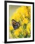 Coronis Fritillary, Nectaring on Rabbitbrush, WY-Howie Garber-Framed Photographic Print