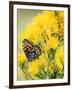 Coronis Fritillary, Nectaring on Rabbitbrush, WY-Howie Garber-Framed Photographic Print