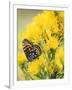 Coronis Fritillary, Nectaring on Rabbitbrush, WY-Howie Garber-Framed Photographic Print