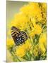 Coronis Fritillary, Nectaring on Rabbitbrush, WY-Howie Garber-Mounted Photographic Print