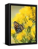 Coronis Fritillary, Nectaring on Rabbitbrush, WY-Howie Garber-Framed Stretched Canvas