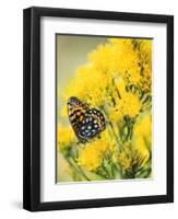 Coronis Fritillary, Nectaring on Rabbitbrush, WY-Howie Garber-Framed Photographic Print