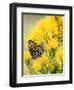 Coronis Fritillary, Nectaring on Rabbitbrush, WY-Howie Garber-Framed Photographic Print