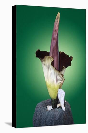 Corpse Flower Six-null-Stretched Canvas