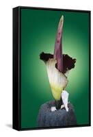 Corpse Flower Six-null-Framed Stretched Canvas