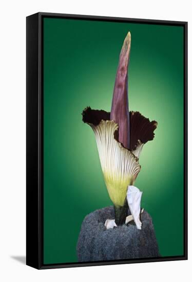 Corpse Flower Six-null-Framed Stretched Canvas