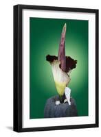 Corpse Flower Six-null-Framed Photographic Print