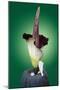 Corpse Flower Six-null-Mounted Photographic Print
