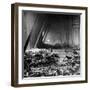 Corpses Litter Gardelegen Warehouse After SS Guards Burn Prisoners to Keep Them Out of Allied Hands-William Vandivert-Framed Photographic Print