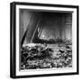 Corpses Litter Gardelegen Warehouse After SS Guards Burn Prisoners to Keep Them Out of Allied Hands-William Vandivert-Framed Photographic Print