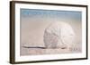 Corpus Christi, Texas - Sand Dollar and Beach-Lantern Press-Framed Art Print