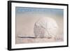 Corpus Christi, Texas - Sand Dollar and Beach-Lantern Press-Framed Art Print