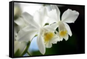 Corsage Orchid (Cattleya Hybrid)-Maria Mosolova-Framed Stretched Canvas