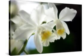 Corsage Orchid (Cattleya Hybrid)-Maria Mosolova-Stretched Canvas