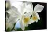 Corsage Orchid (Cattleya Hybrid)-Maria Mosolova-Stretched Canvas