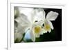 Corsage Orchid (Cattleya Hybrid)-Maria Mosolova-Framed Photographic Print
