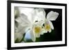 Corsage Orchid (Cattleya Hybrid)-Maria Mosolova-Framed Photographic Print