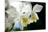 Corsage Orchid (Cattleya Hybrid)-Maria Mosolova-Mounted Photographic Print