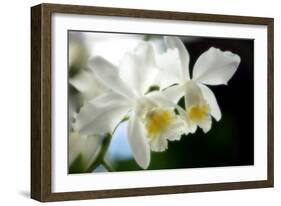 Corsage Orchid (Cattleya Hybrid)-Maria Mosolova-Framed Photographic Print