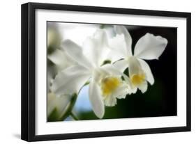 Corsage Orchid (Cattleya Hybrid)-Maria Mosolova-Framed Photographic Print
