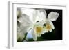 Corsage Orchid (Cattleya Hybrid)-Maria Mosolova-Framed Photographic Print