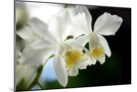 Corsage Orchid (Cattleya Hybrid)-Maria Mosolova-Mounted Photographic Print