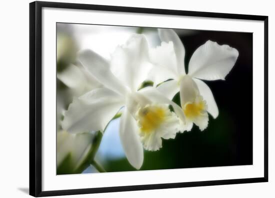 Corsage Orchid (Cattleya Hybrid)-Maria Mosolova-Framed Photographic Print