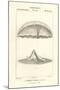 Wood Mount
