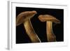 Cortinarius Orellanus (Fool's Webcap)-Paul Starosta-Framed Photographic Print