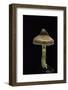 Cortinarius Sp. (Webcap)-Paul Starosta-Framed Photographic Print