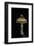 Cortinarius Sp. (Webcap)-Paul Starosta-Framed Photographic Print